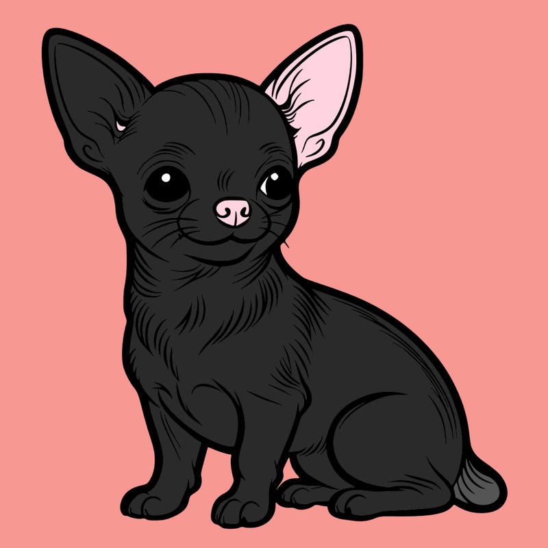 chihuahua