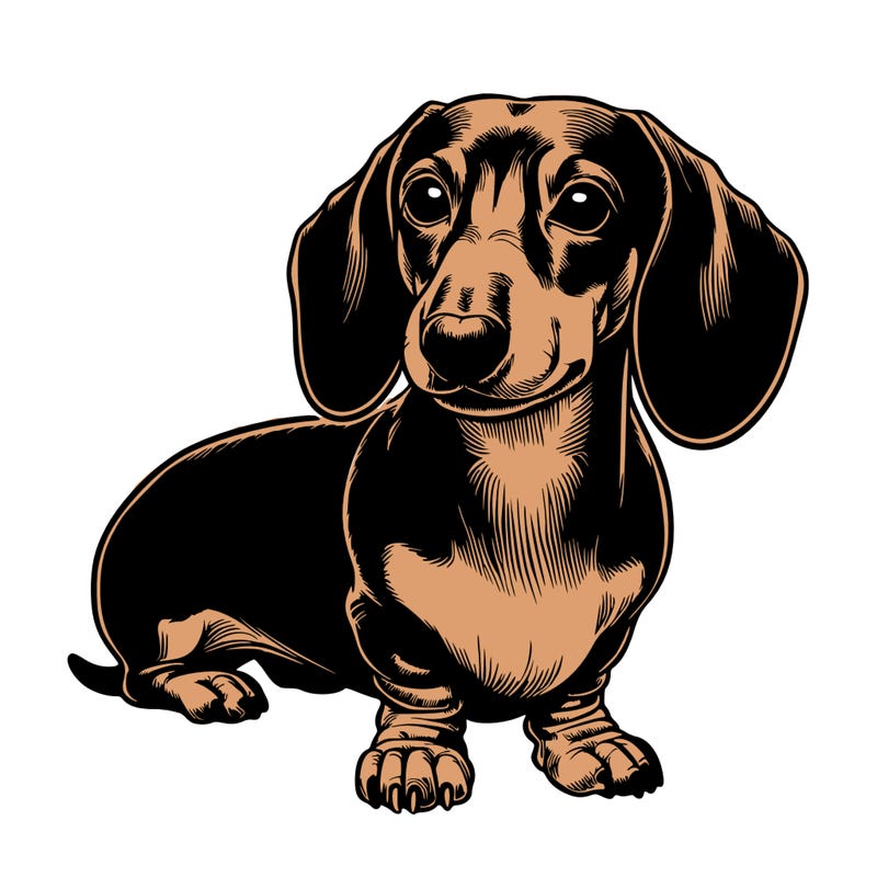 realistic short hair dachshund
