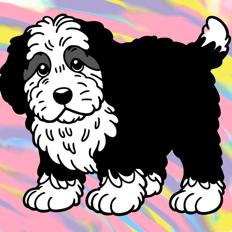 my old puppy bernedoodle is brown and white