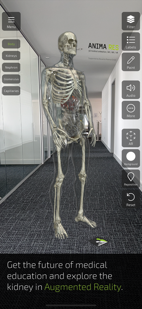 INSIGHT KIDNEY - A 3D human skeleton model with visible kidneys displayed in an office hallway using augmented reality