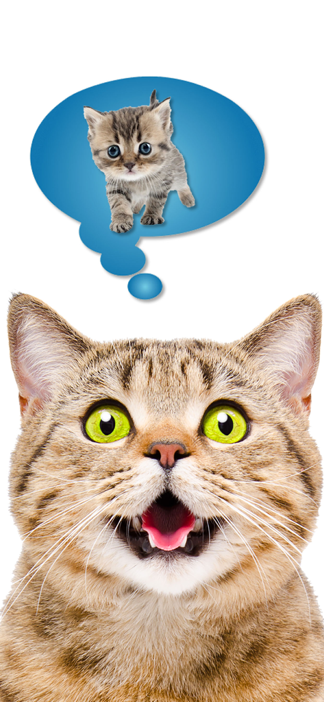 Cat Translate: talk to Kitten - Surprised cat with a thought bubble featuring a small kitten