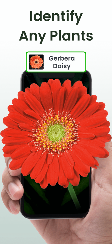 Plant Identifier: Plantiary - Plantiaryアプリを使用するスマートフォンが、赤いガーベラの花を識別しています。