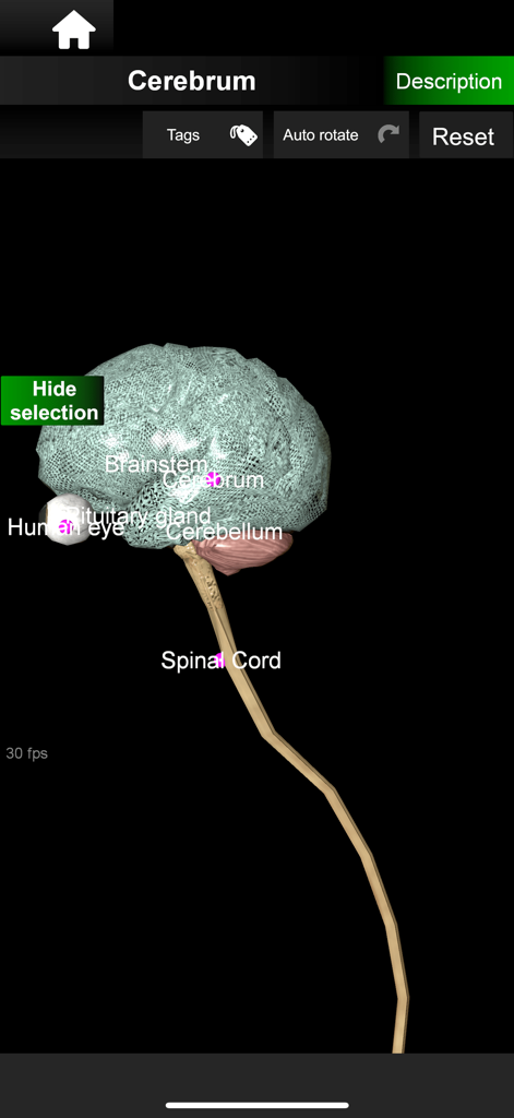 Un modelo anatómico interactivo en 3D del cerebro y la médula espinal humana con etiquetas en la aplicación Organs 3D
