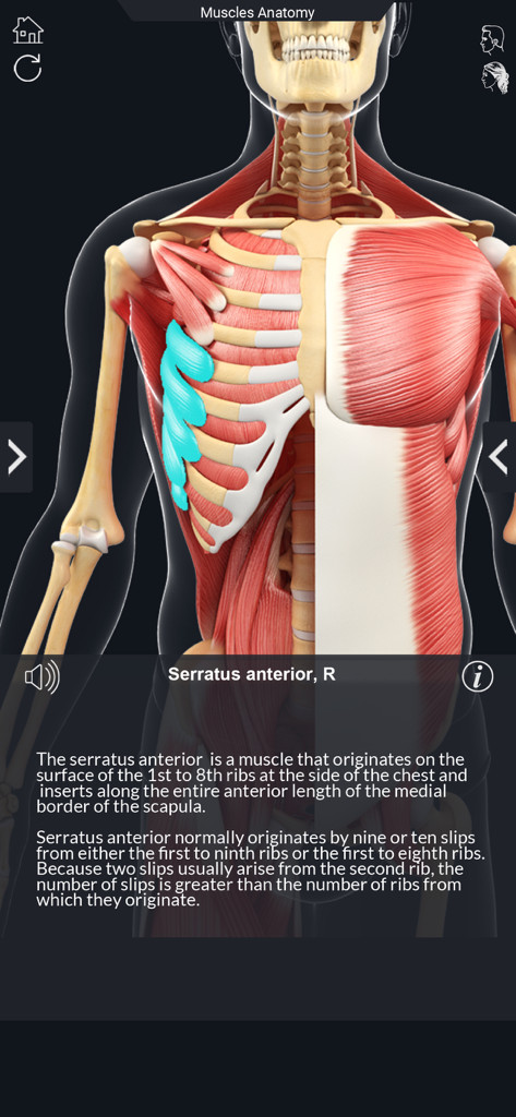 Vista 3D detalhada do músculo serrátil anterior no aplicativo Minha Anatomia Muscular
