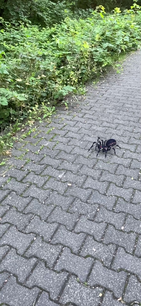 A realistic augmented reality spider crawling on a cobblestone walkway next to green bushes