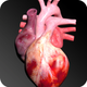 Circulatory System 3D Anatomy