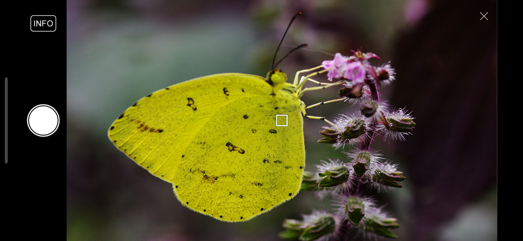Image Sync app remote shooting screen featuring a live camera view of a yellow butterfly