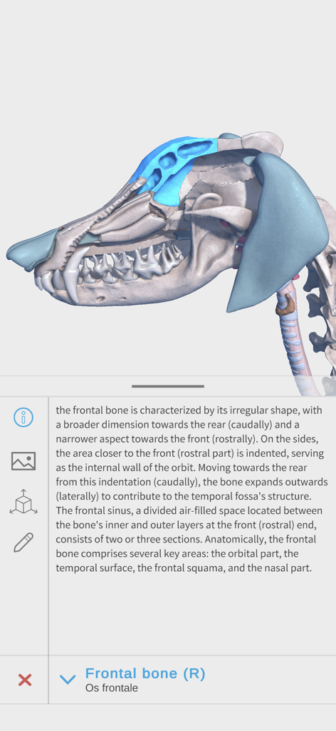 Complete Canine Anatomy 3D - Modelo anatómico 3D de un cráneo de perro resaltando el hueso frontal con una descripción técnica detallada.