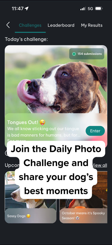 DogPack: Dog Friendly Spots - Pantalla móvil de la aplicación DogPack que muestra una interfaz de desafío fotográfico diario para perros con un perro lamiéndose la nariz.