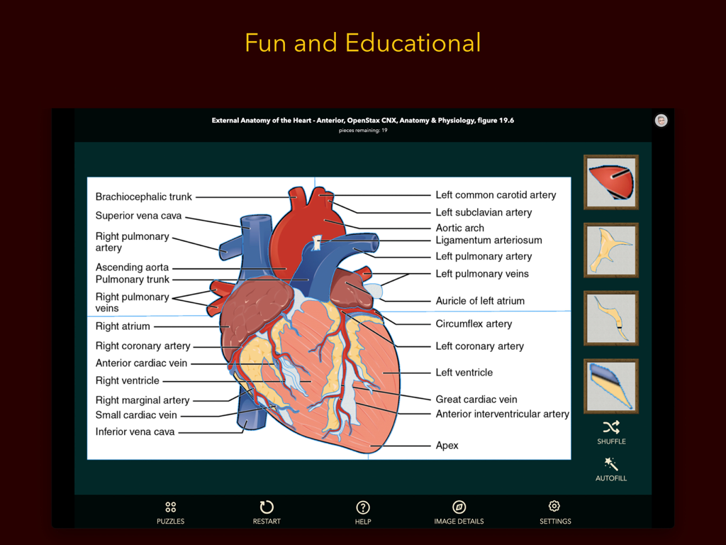 Anatomy Puzzles - Diagrama interactivo educativo del corazón que muestra la anatomía anterior y partes etiquetadas en un juego de rompecabezas
