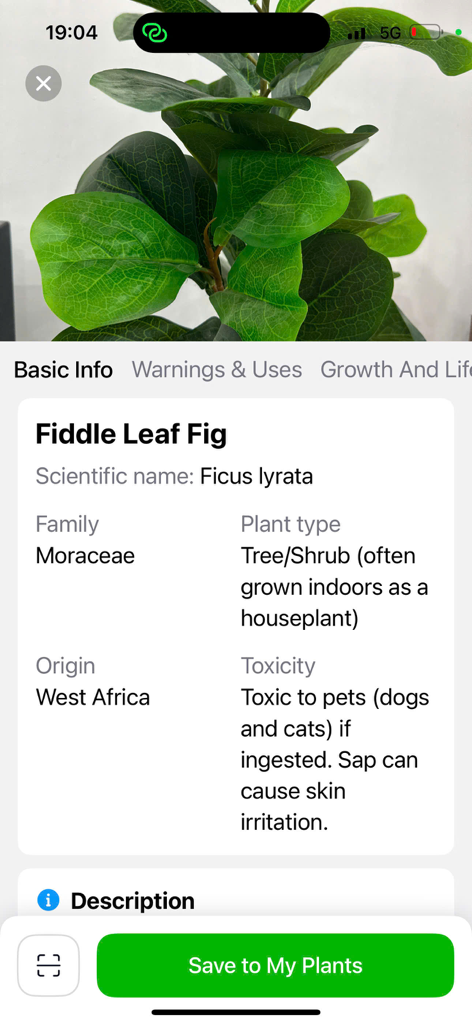 Plant Identifier with AI - La aplicación identificadora de plantas que muestra información detallada básica para un Ficus Lyrata, incluido su nombre científico, familia, origen y toxicidad para mascotas.