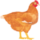 My Poultry Manager - Farm app