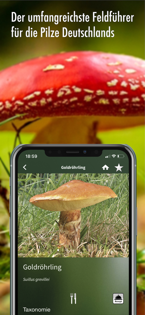 Smartphone mit der Pilzführer Deutschland App und einem Bildschirm zur Identifizierung von Goldröhrlingen