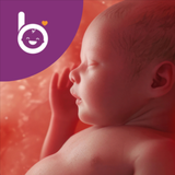 Babelli Schwangerschafts App - App Icon