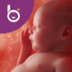 Babelli Schwangerschafts App