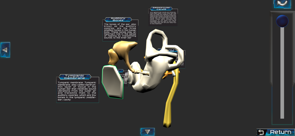 3D visualization of the human ear anatomy including labels for the tympanic membrane and auditory bones