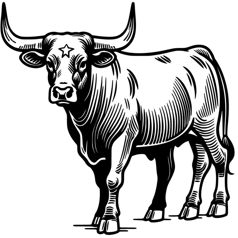 longhorn bull cattle