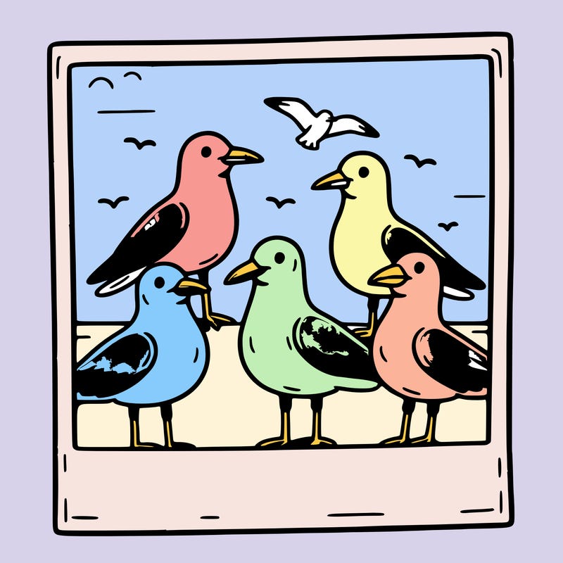 seagulls in a polaroid picture