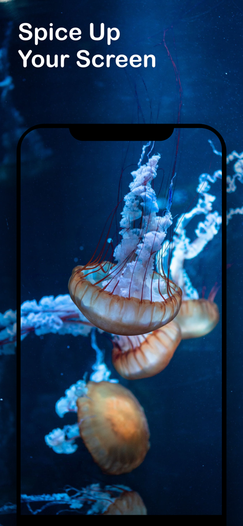 美的4Kクラゲライブ壁紙がiPhone画面に表示されている