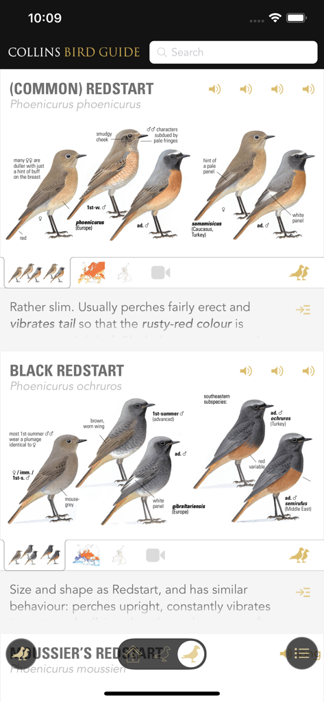 Collins British Bird Guide - Detailed scientific illustrations and identification text for Common and Black Redstarts in the Collins British Bird Guide app.