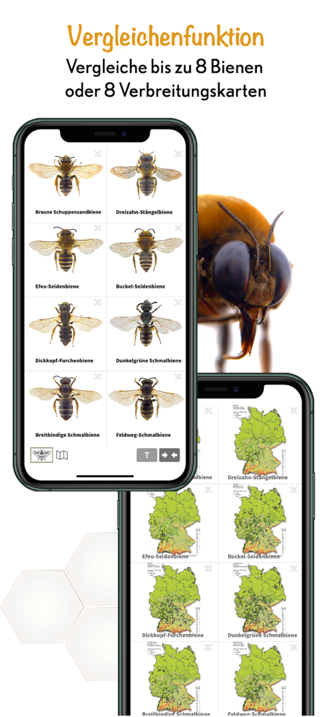 Wildbienen Id App Vergleichsbildschirm für Bienen und Karten