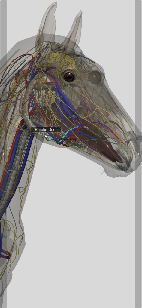 A 3D transparent model of a horse head illustrating the nervous and circulatory systems with a highlighted parotid duct label.