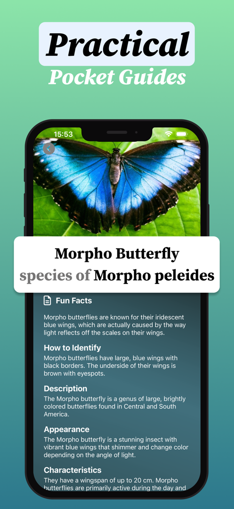 A mobile screen showing an educational guide for a Morpho Butterfly with identification tips and fun facts.