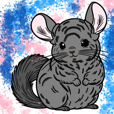 chinchilla