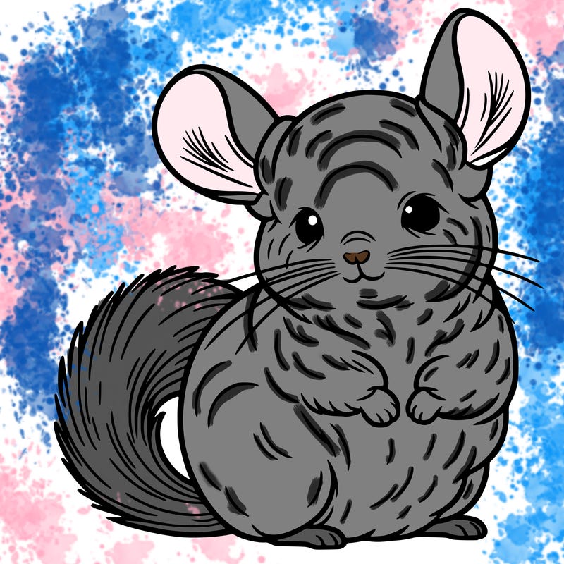 chinchilla
