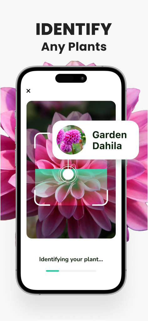 Plant Identifier - PlantMe - PlantMe app scanning and identifying a pink garden dahlia flower on a smartphone screen.