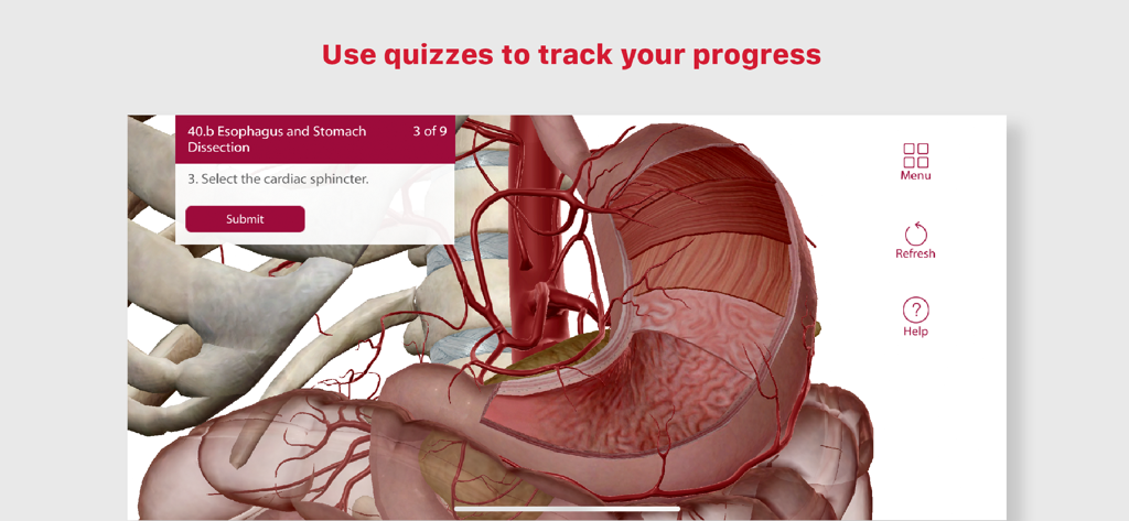 Anatomy & Physiology - A 3D anatomy quiz on the esophagus and stomach dissection showing internal organ structures