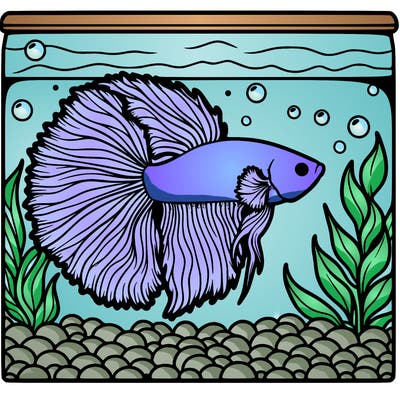 beta fish in tank