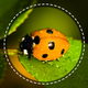 Insect identifier by photo