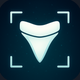 Shark Tooth Identifier: Scan