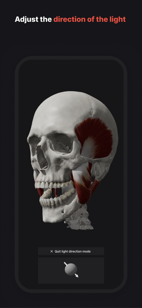 3D-Modell eines menschlichen Schädels mit Kiefermuskulatur und Benutzeroberfläche zur Steuerung der Lichtrichtung