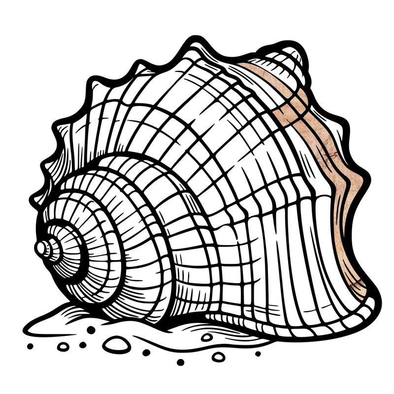sea shell