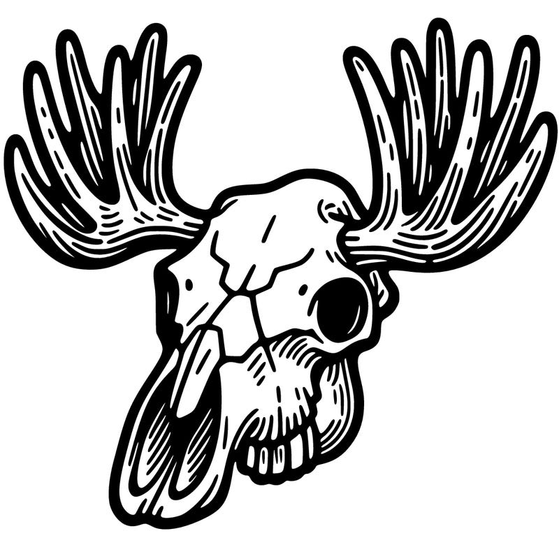 moose skull