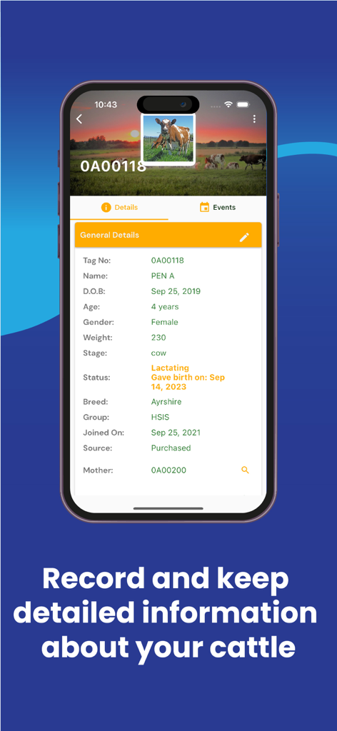 Mobile App-Oberfläche mit detaillierten Rinderinformationen, einschließlich Rasse, Alter und Gewicht