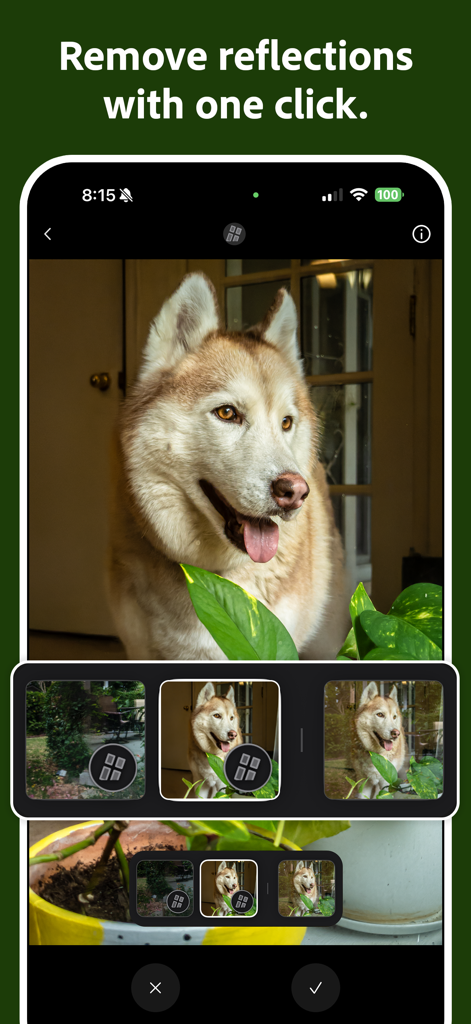 Adobe Project Indigo interface showing the AI reflection removal tool on a photo of a husky dog.