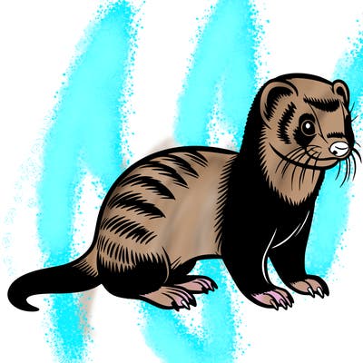 ferret