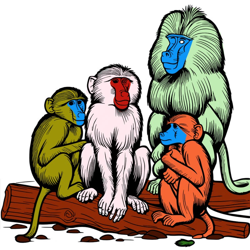 baboons