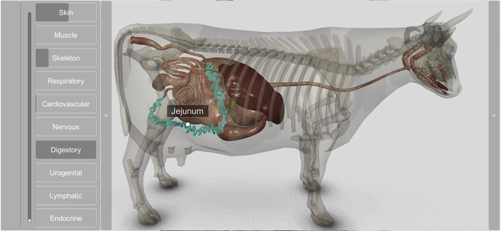 Interface do aplicativo Anatomia Bovina 3D mostrando o esqueleto e o sistema digestório de uma vaca com o jejuno em destaque