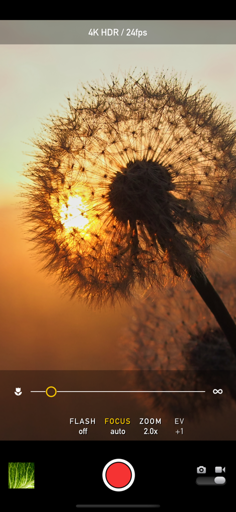 マクロモードアプリのインターフェイス。手動カメラ設定を備えた、タンポポのクローズアップが表示されています。