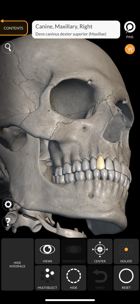 A detailed 3D human skull model with the right maxillary canine highlighted and labeled with Latin terminology.