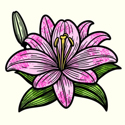 lily flower
