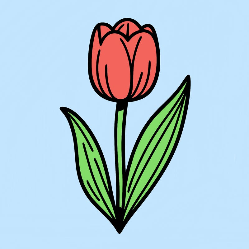 one single tulip