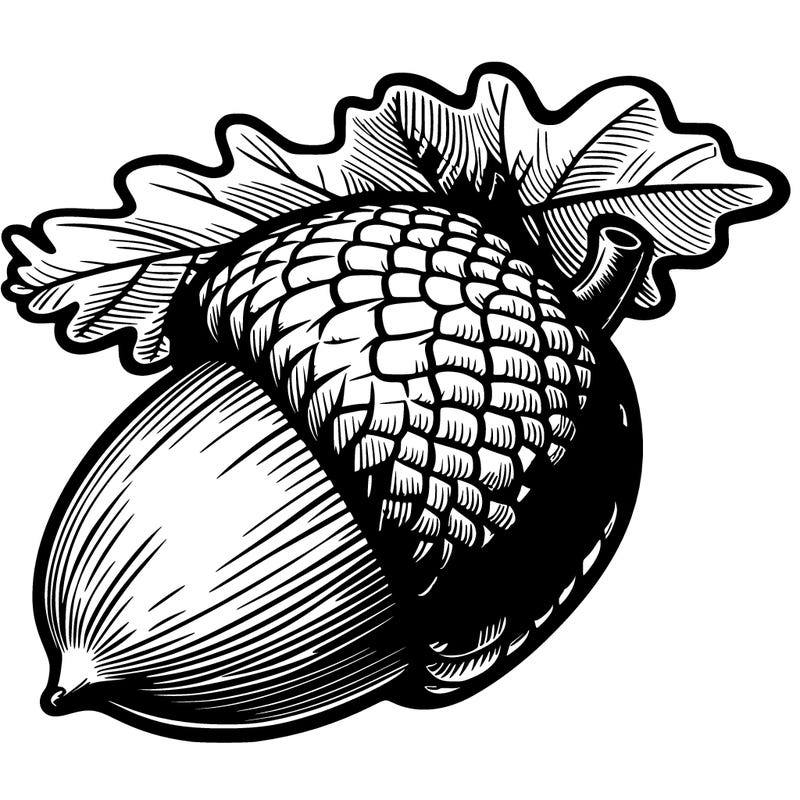realistic acorn