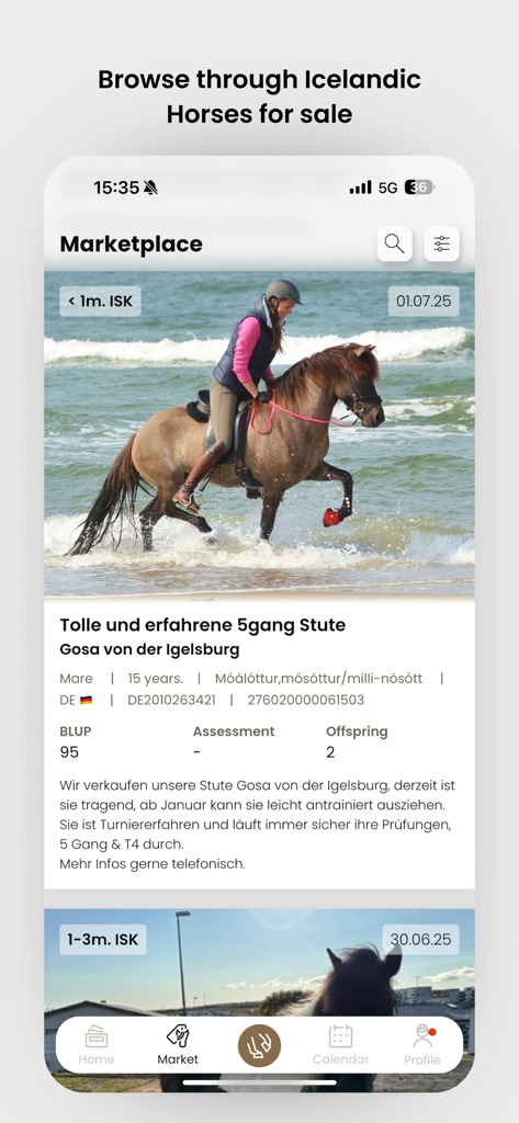 HorseDay app marketplace showing listings for Icelandic horses.