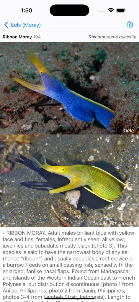 Profilo della specie di murena nastro nell'app North Sulawesi Fish ID con foto delle variazioni maschili e femminili.