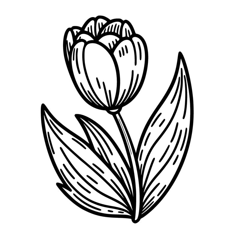 tulip